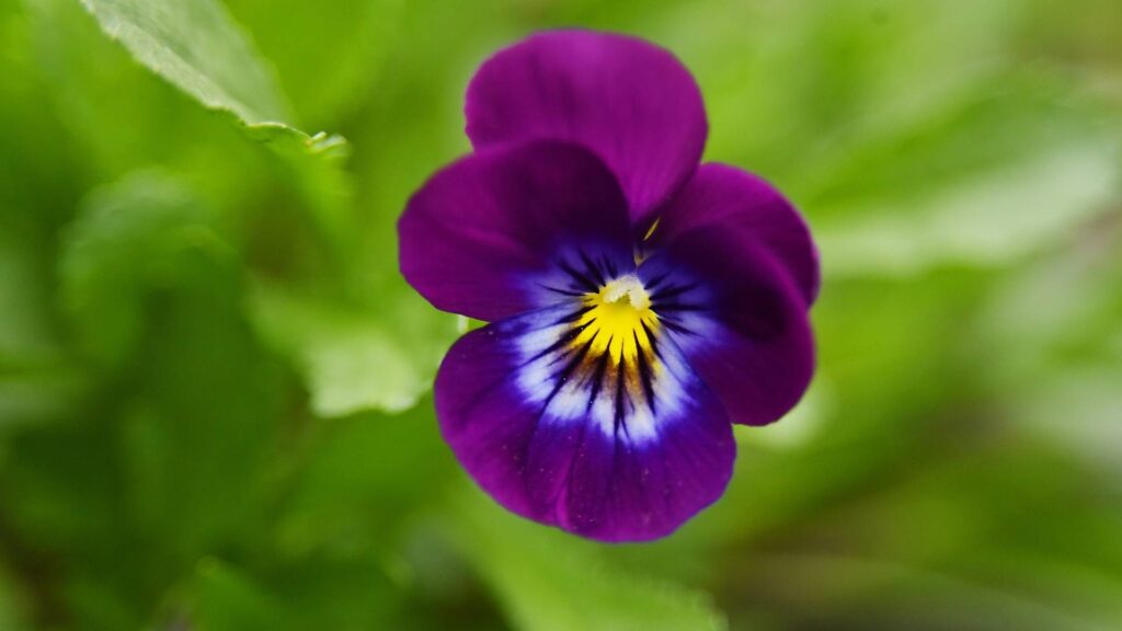 Bratek ogrodowy (Viola × wittrockiana) | foto. Canva Pro