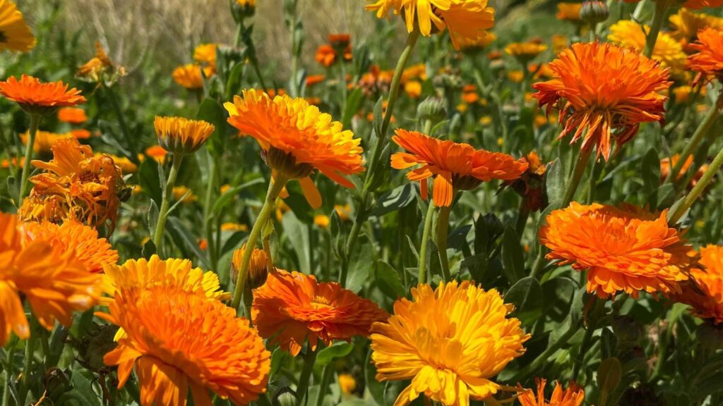 Nagietek lekarski (Calendula officinalis) | fot. Canva Pro