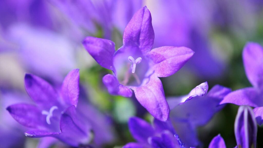 Dzwonek ogrodowy i karpacki (Campanula spp.) | fot. Canva Pro