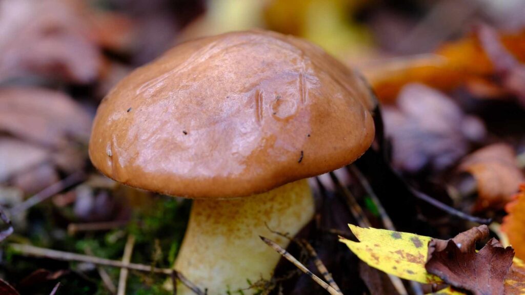 Cechy charakterystyczne grzybów z rodzaju Suillus | fot. Canva Pro