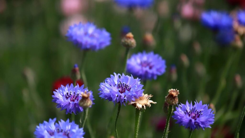 Chaber bławatek (Centaurea cyanus) | fot. Canva Pro