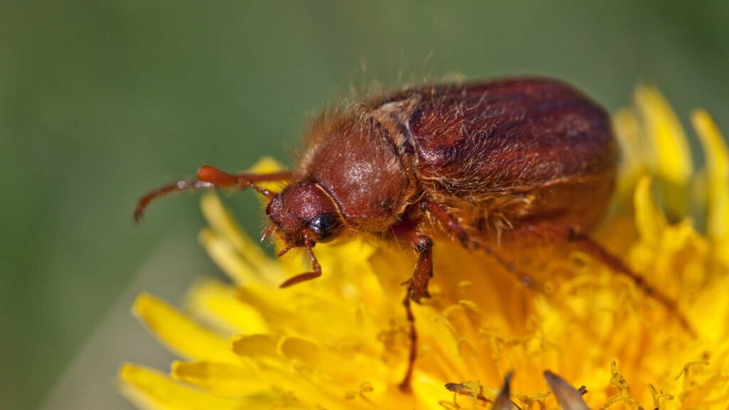 Chrabąszcz kasztanowiec (Melolontha hippocastani) – podobny do chrabąszcza majowego, a jego larwy dorastają do 4 cm. Żerują głównie na korzeniach traw i drzew. | foto. Canva Pro