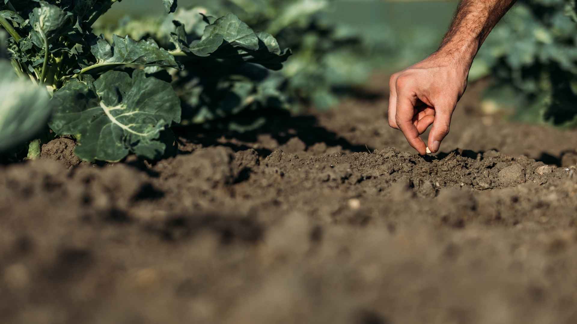 Co siać w sierpniu? Lista warzyw, kwiatów i roślin balkonowych, które zdążą jeszcze plonować | foto. Canva Pro