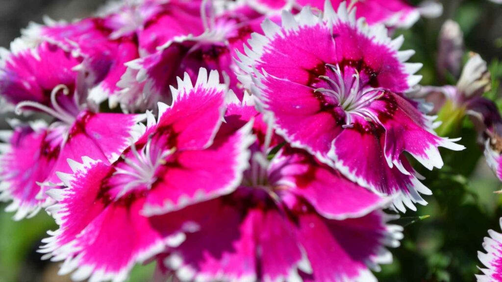 Goździk brodaty (Dianthus barbatus) | foto. Canva Pro