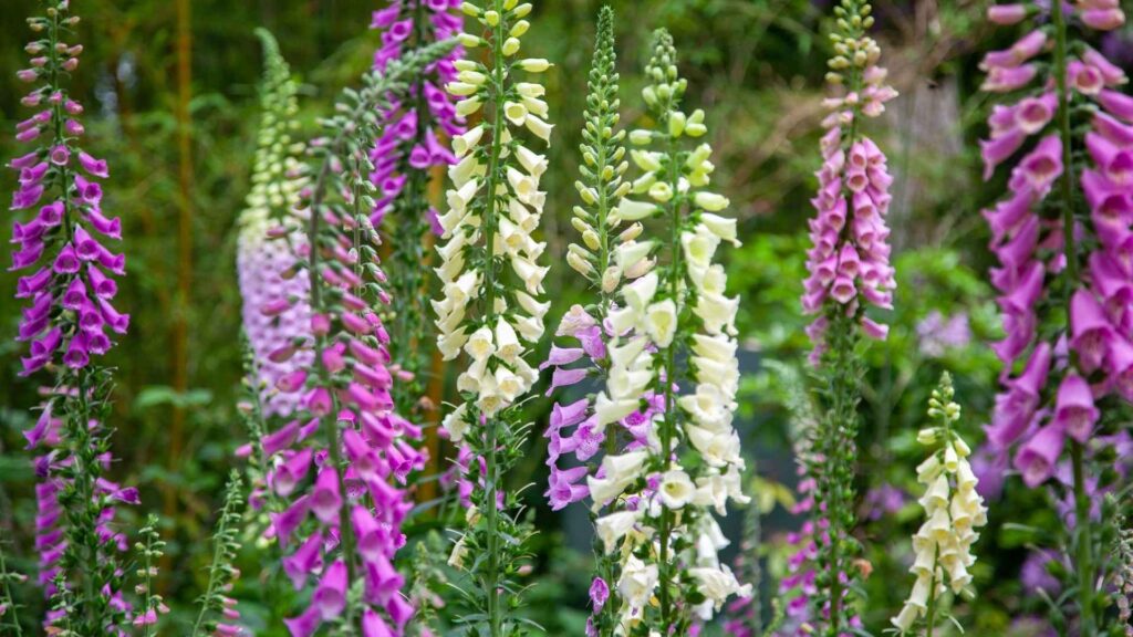 Naparstnica purpurowa (Digitalis purpurea) | fot. Canva Pro