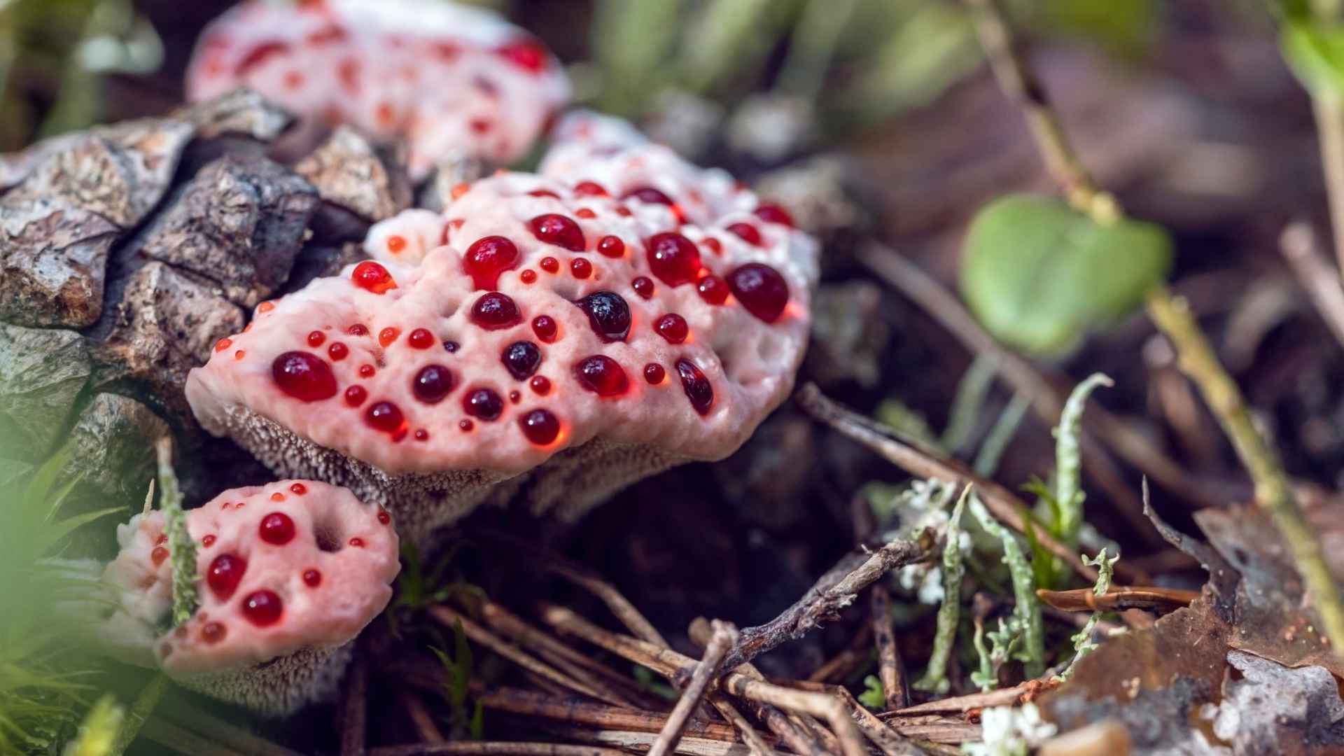 Kolczakówka piekąca (Hydnellum peckii) – rzadki i widowiskowy grzyb pod ochroną. Jak rozpoznać i gdzie szukać? | foto. Canva Pro