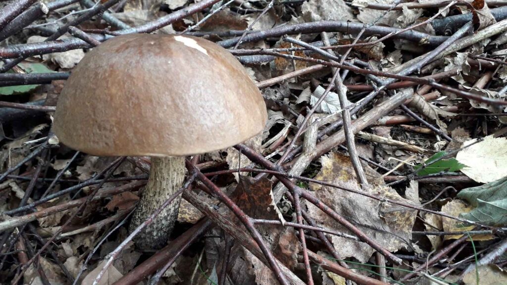 Koźlarz babka – Leccinum scabrum | fot. Canva Pro