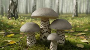 Koźlarz babka – Leccinum scabrum – opis i występowanie