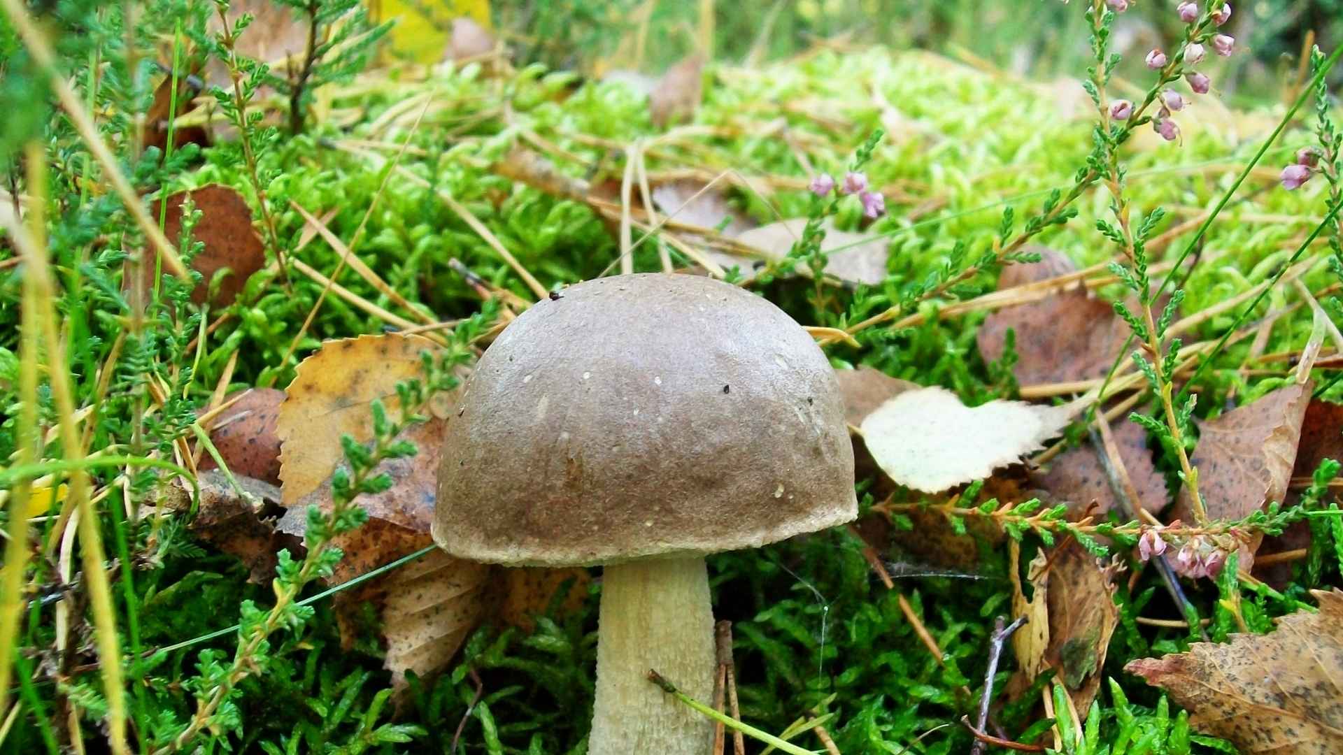 Koźlarz babka – Leccinum scabrum – opis i występowanie
