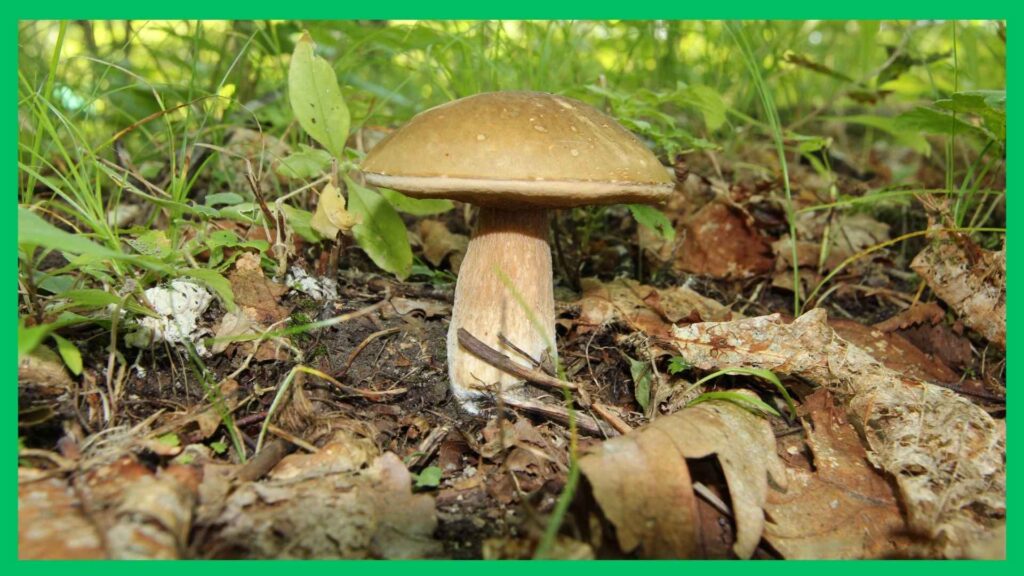 Koźlarz babka – Leccinum scabrum | foto. Canva Pro