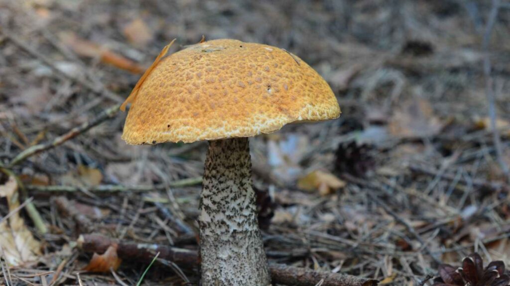 Koźlarz czerwony – Leccinum aurantiacum – opis i występowanie | fot. Canva Pro