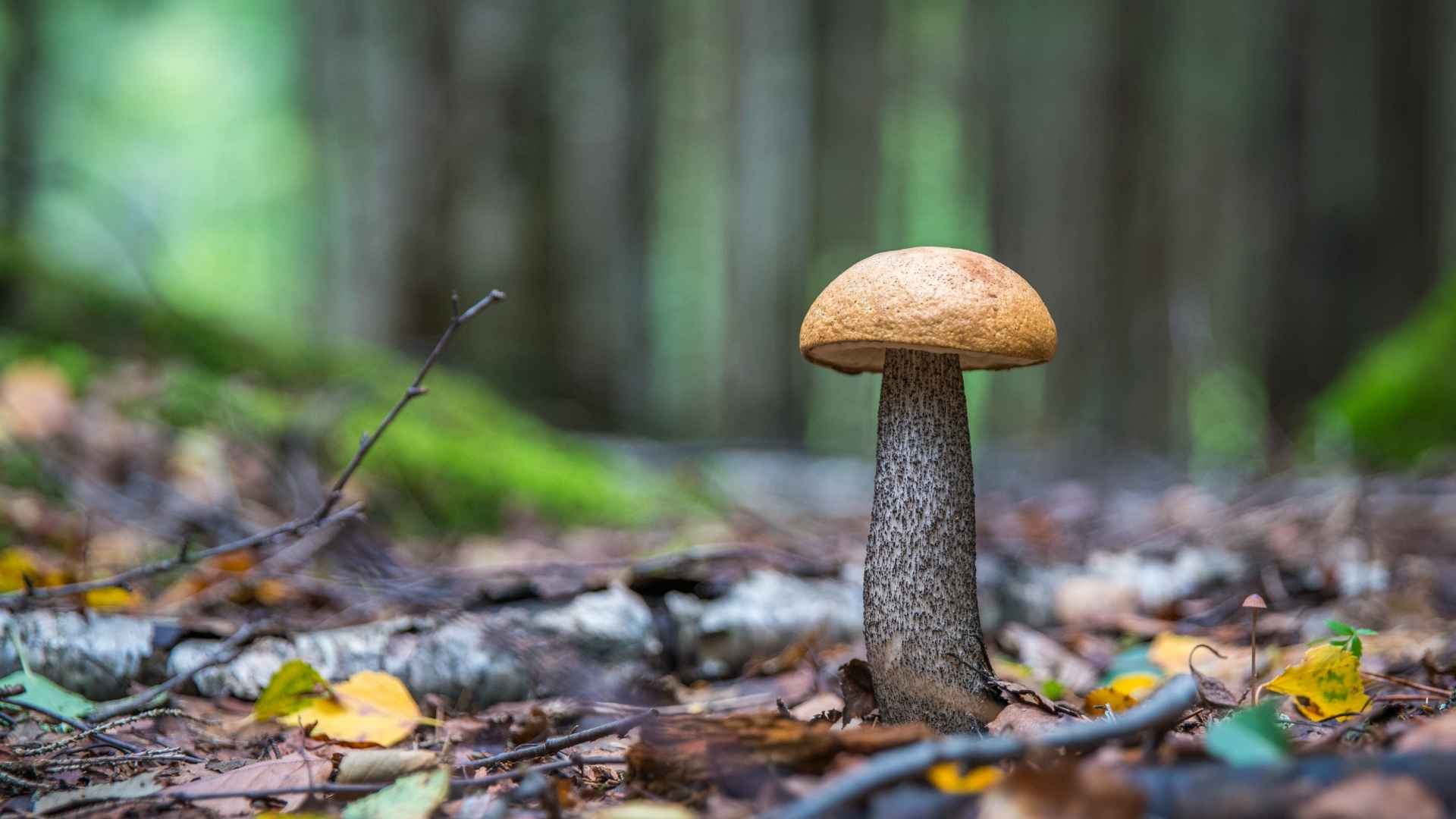 Koźlarz czerwony – Leccinum aurantiacum – opis i występowanie | fot. Canva PRO