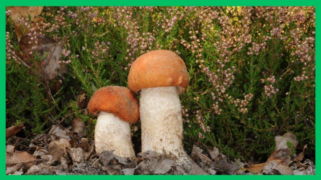Koźlarz czerwony – Leccinum aurantiacum | foto. Canva Pro