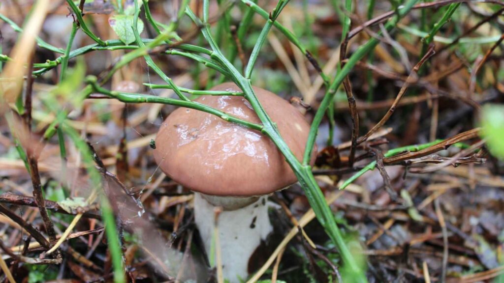 Maślaki – Suillus Gray | fot. Canva Pro