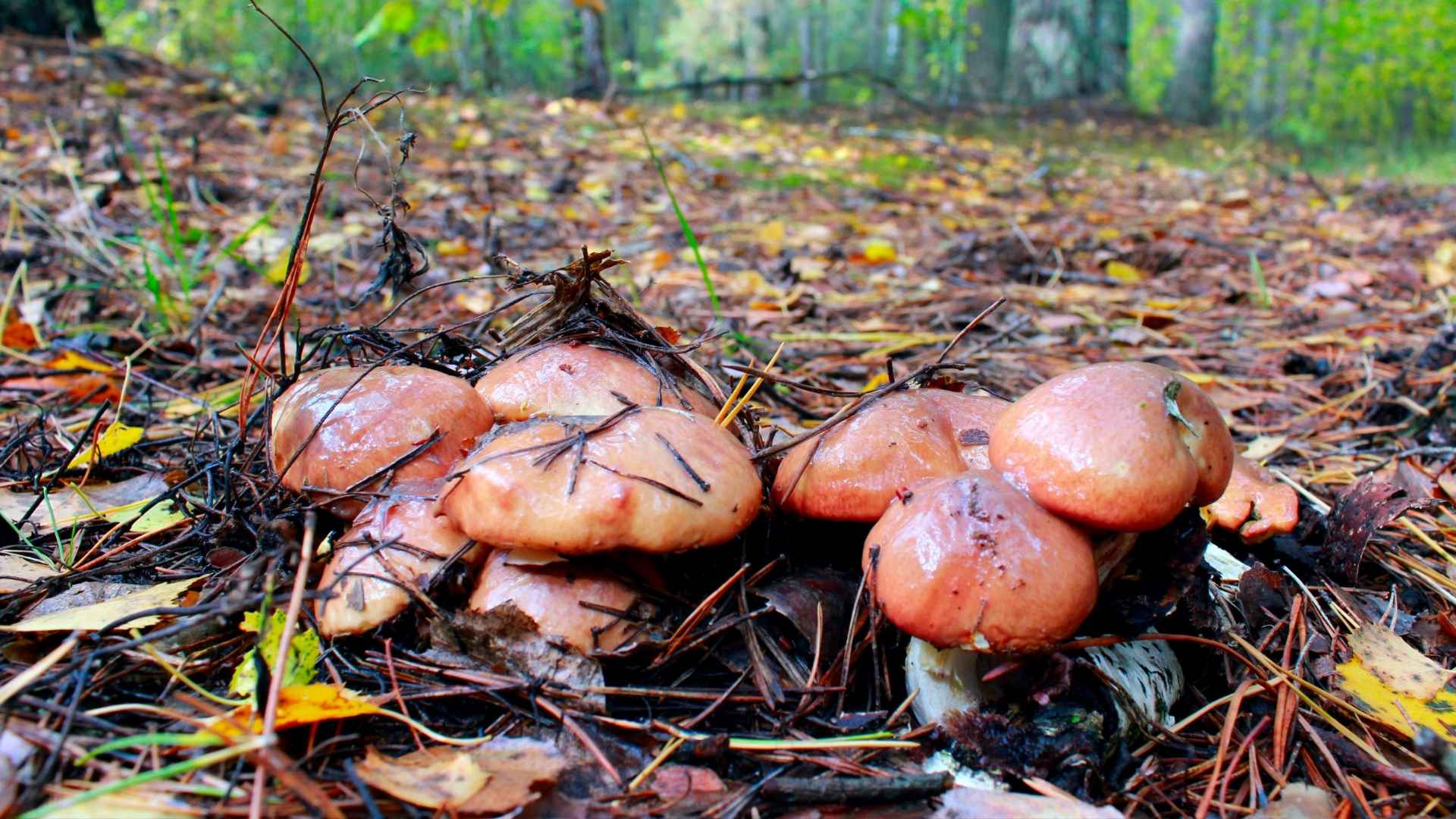 Maślaki – Suillus Gray – opis i występowanie