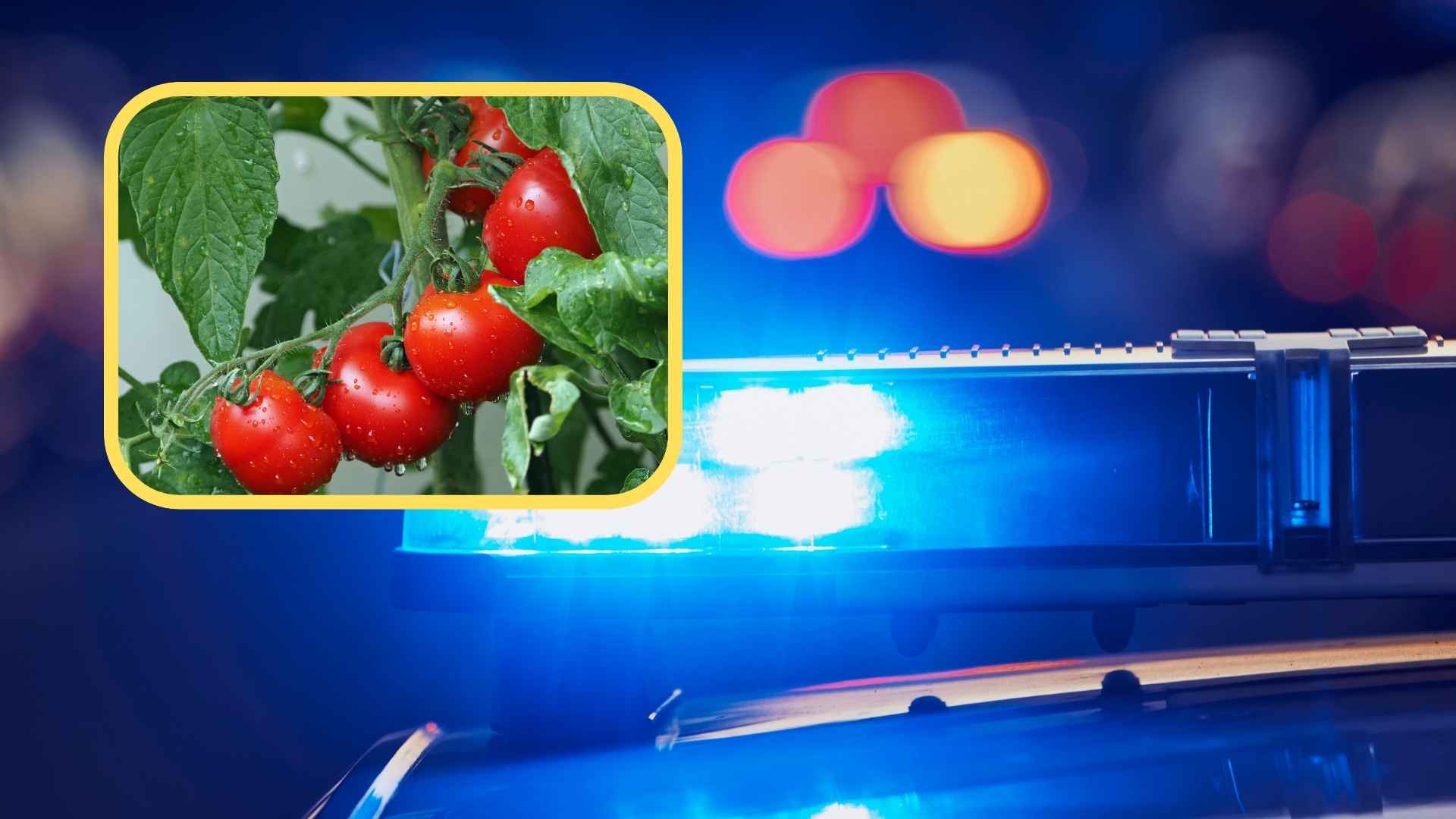 Monitoring ich nagrał. Kradli pomidory z tuneli – grozi im do 5 lat więzienia