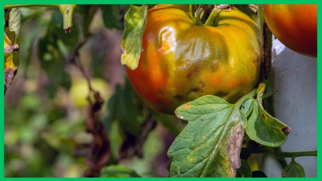 Objawy zarazy na pomidorach | foto. Canva Pro
