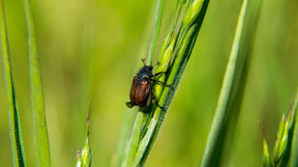 Ogrodnica niszczylistka (Phyllopertha horticola) – niewielki chrząszcz (1 cm), którego pędraki są mniejsze, do 2 cm. Potrafią uszkadzać korzenie zarówno traw, jak i roślin rabatowych. | foto. Canva Pro