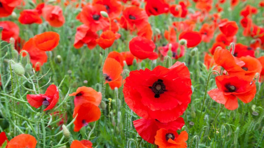 Mak polny (Papaver rhoeas) | foto. Canva Pro