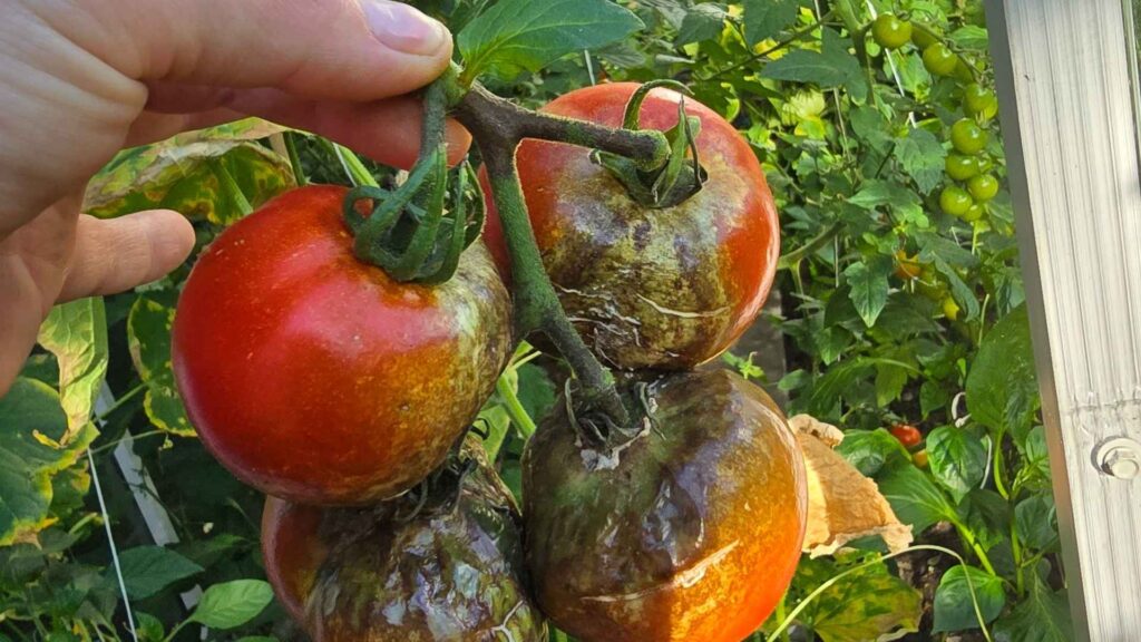 Tydzień nieobecności i po pomidorach. Zaraza ziemniaczana. Co teraz?