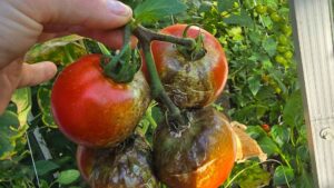 Tydzień nieobecności i po pomidorach. Zaraza ziemniaczana. Co teraz?