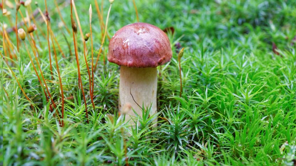 Podgrzyb brunatny – Imleria badia – opis i występowanie | foto. Canva Pro