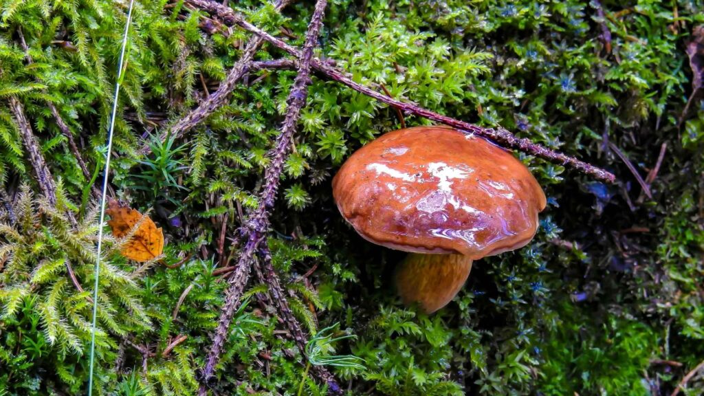Podgrzyb brunatny – Imleria badia – opis i występowanie