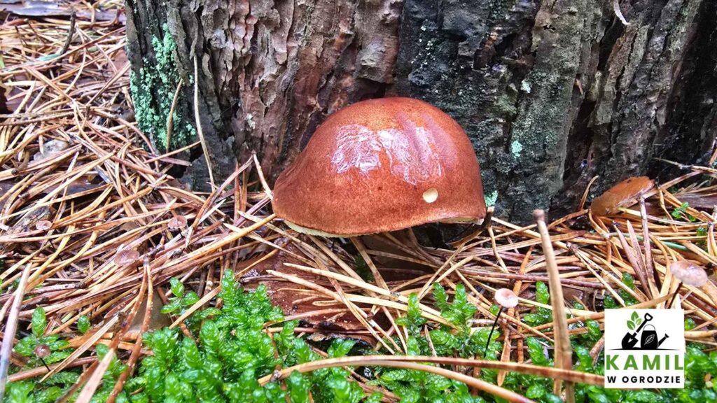 Podgrzyb brunatny – Imleria badia – opis i występowanie | foto. Kamil w Ogrodzie