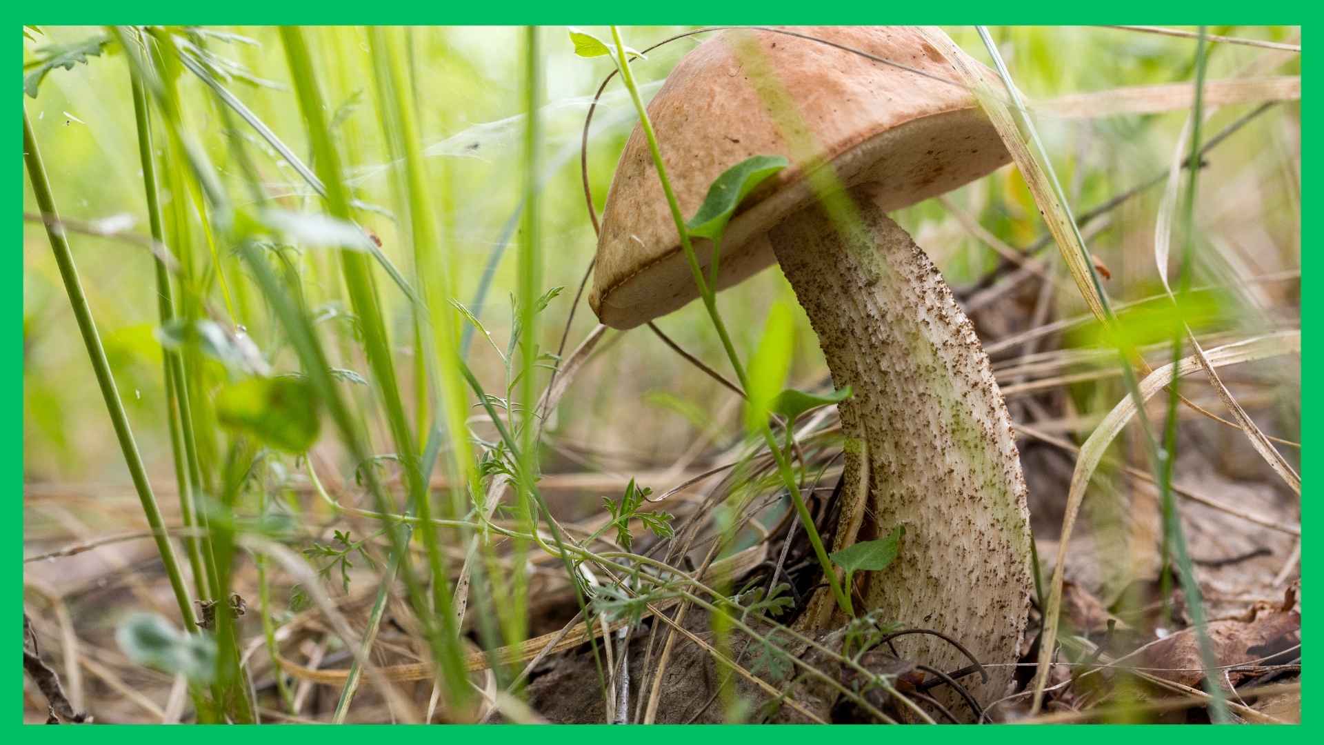 Polujesz na kozaki? Nie chodź na oślep. Wypatruj tych drzew, a nie wrócisz z pustym koszem. | foto. Canva Pro