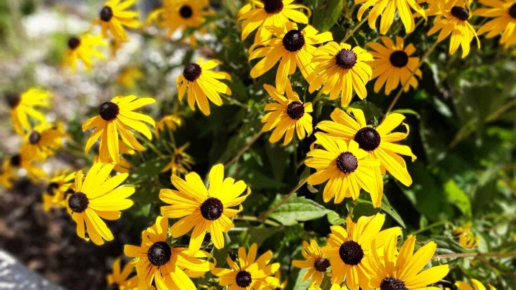 Rudbekia dwubarwna (Rudbeckia hirta) | fot. Canva Pro