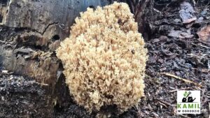 Świecznik rozgałęziony (Artomyces pyxidatus) – opis i występowanie