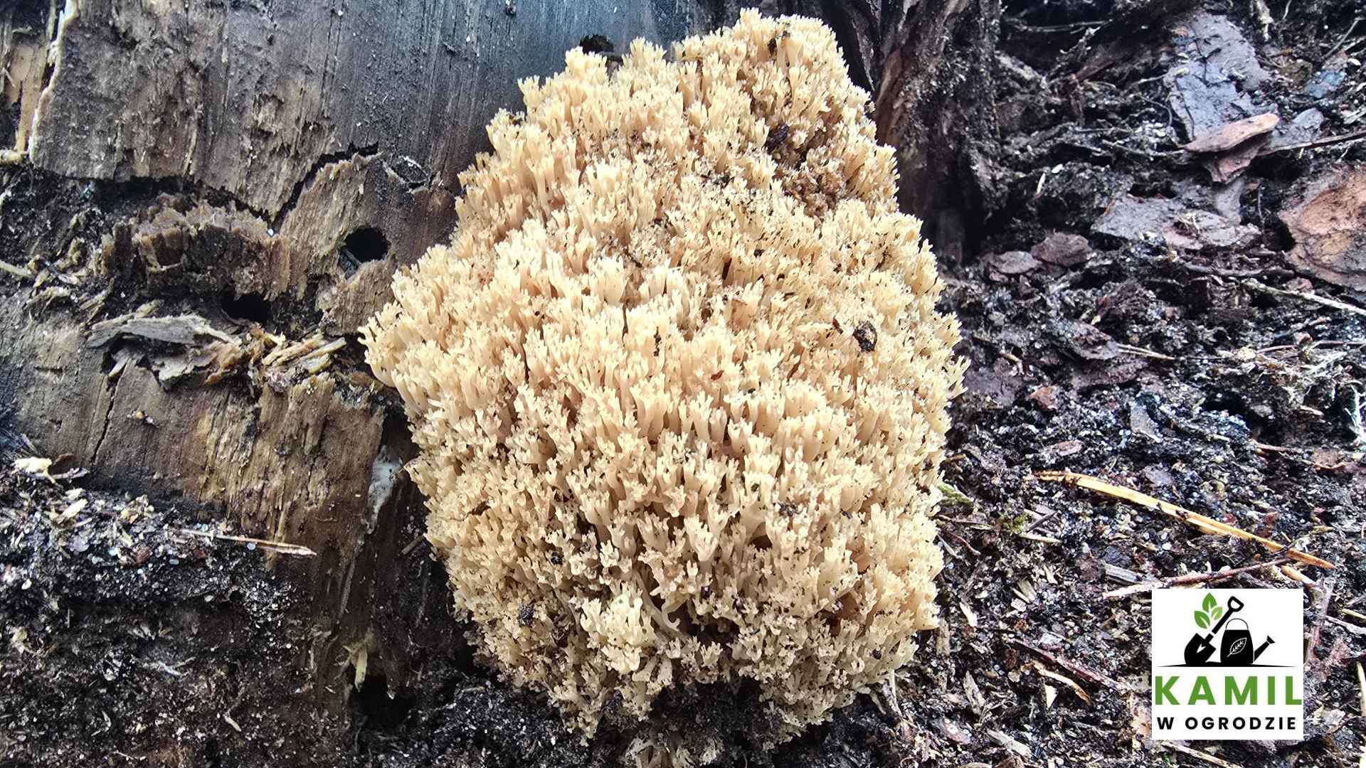 Świecznik rozgałęziony (Artomyces pyxidatus) – opis i występowanie
