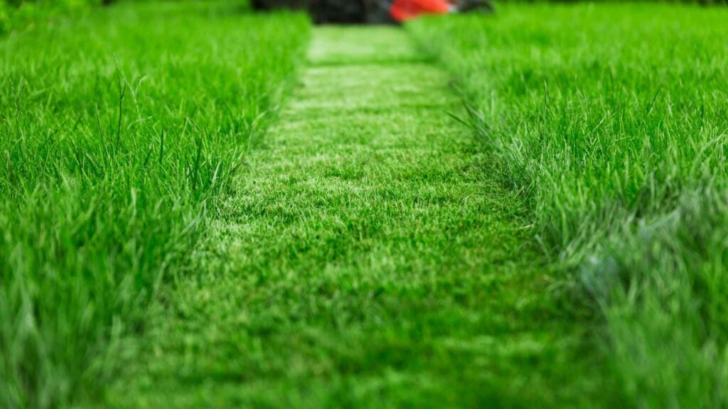 Szwagier zapytał: Po co przycinać trawę? Odpowiedziałem mu tak. | foto. Canva Pro