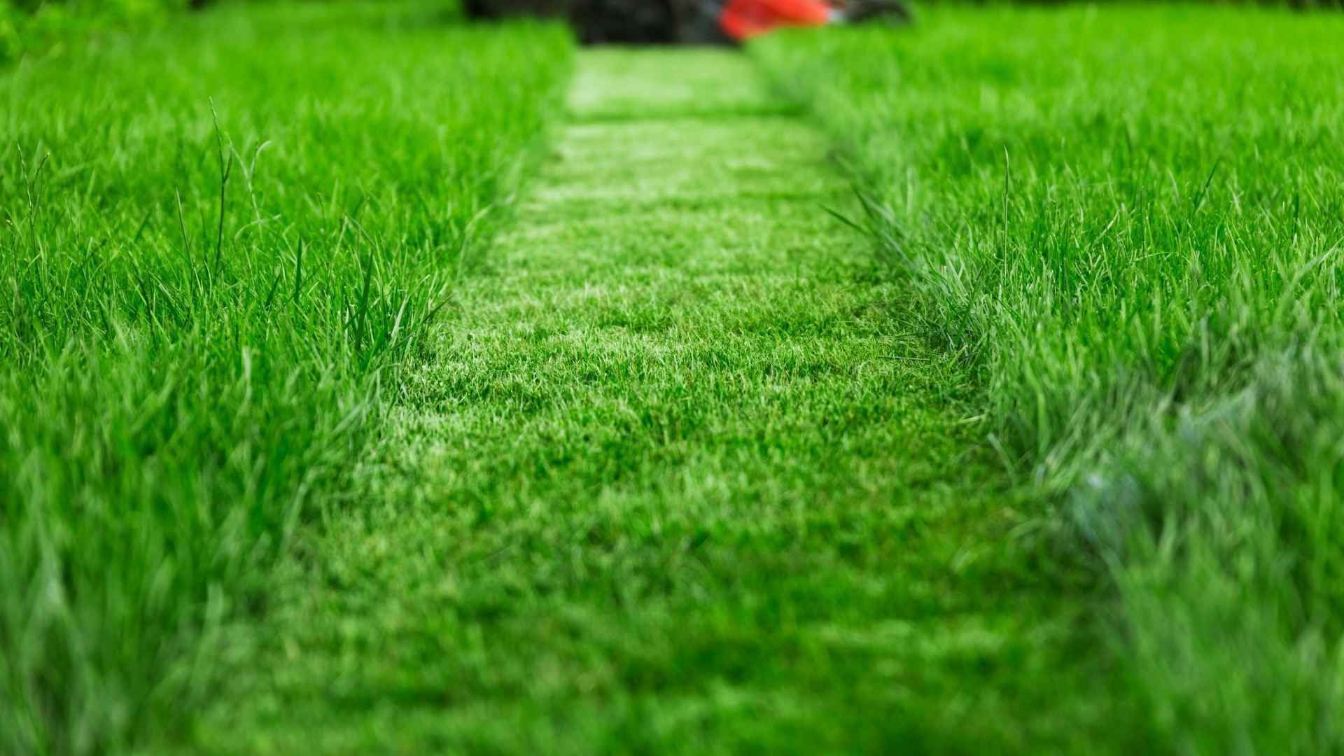 Szwagier zapytał: Po co przycinać trawę? Odpowiedziałem mu tak. | foto. Canva Pro