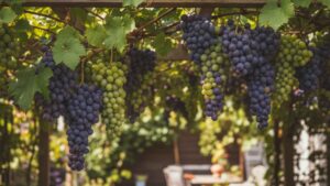To zrób w sierpniu przy winorośli – grona dojrzeją słodko i równo