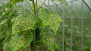 Wielu myli tę chorobę z mączniakiem. Niszczy plony w kilka dni | foto. Kamil w Ogrodzie