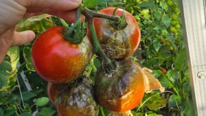 Co się stało z tymi pomidorami? Oto powód i rozwiązanie | foto. Kamil w Ogrodzie