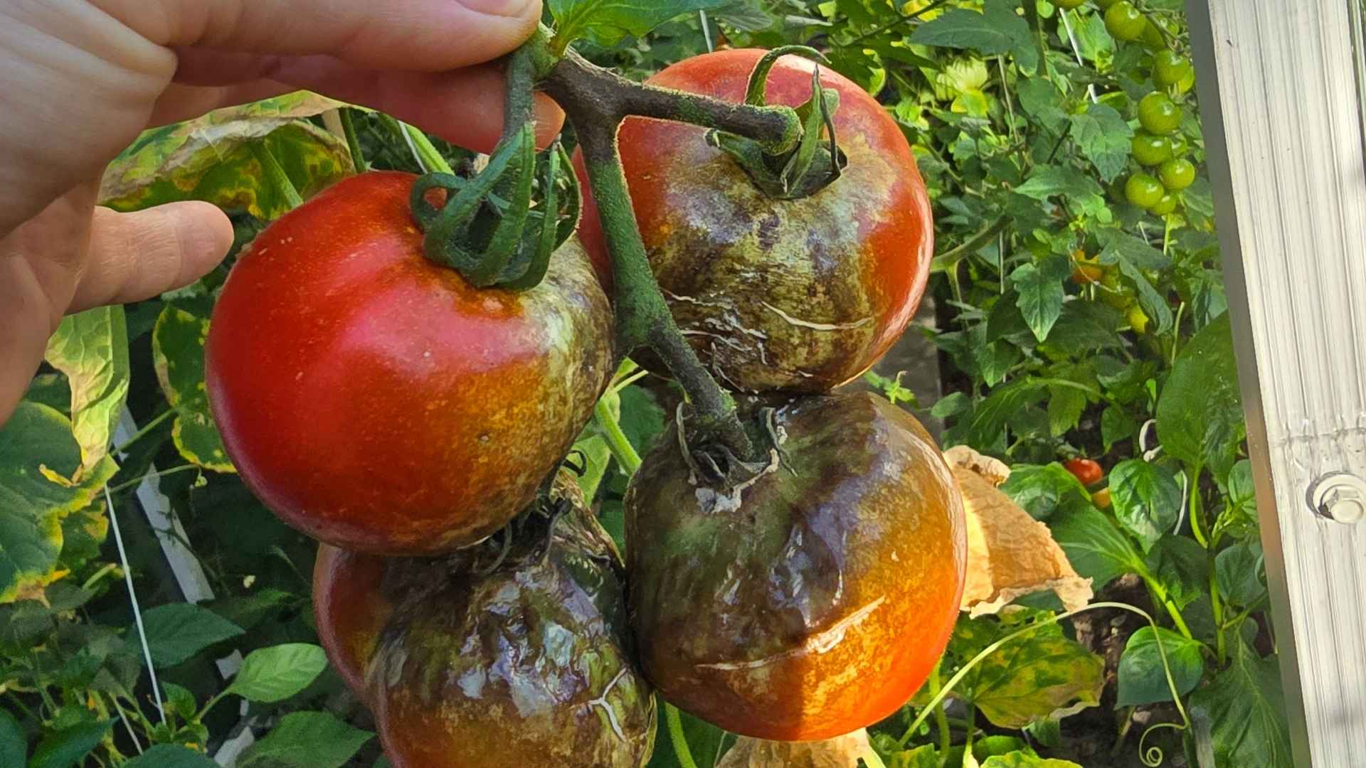 Co się stało z tymi pomidorami? Oto powód i rozwiązanie