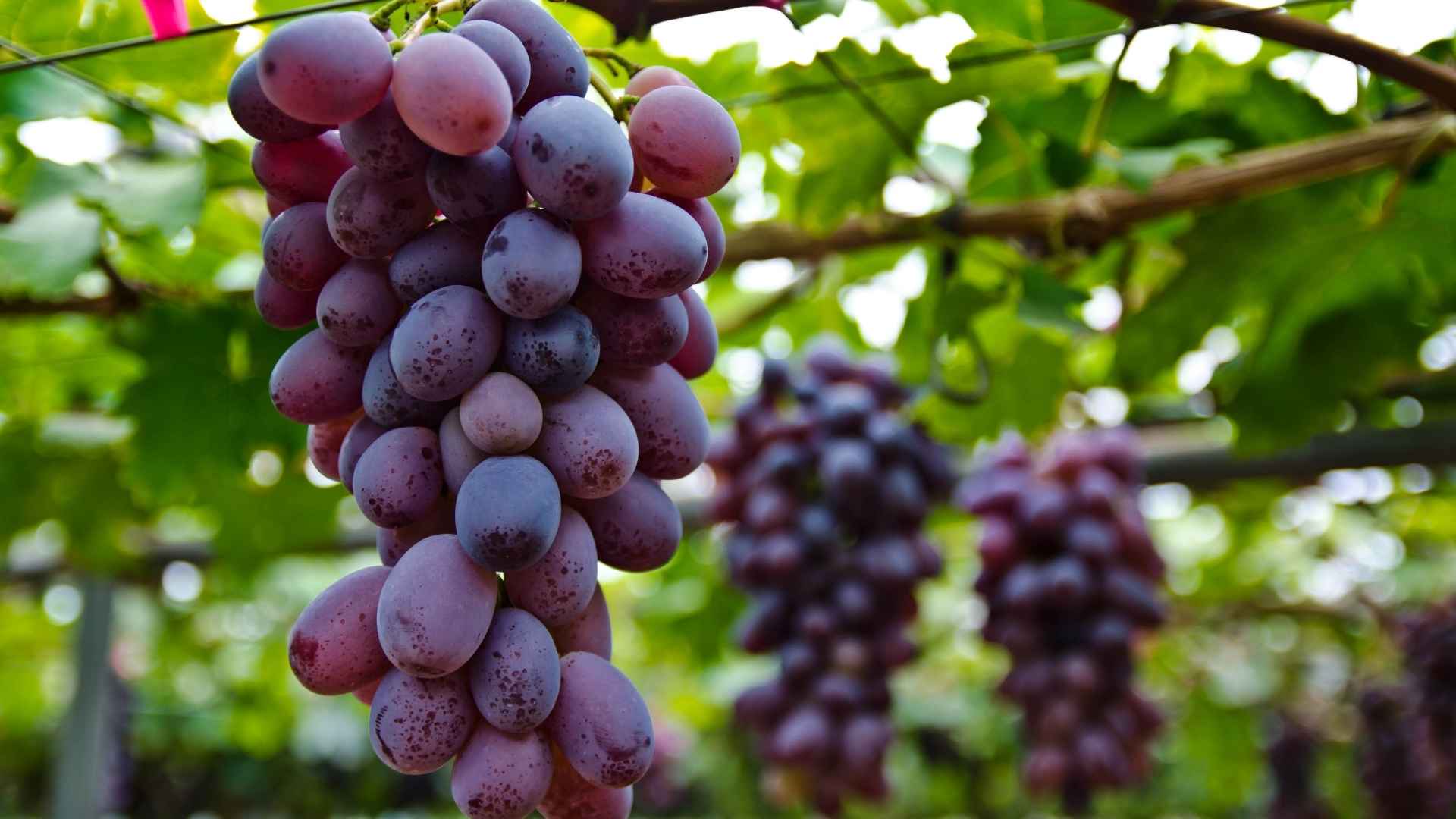 Zrób to teraz przy winogronach – będą słodkie, jędrne, wybarwione | foto. Canva Pro