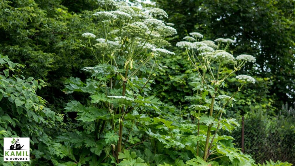 barszcz Sosnowskiego (Heracleum sosnowskyi) | foto. Cava Pro