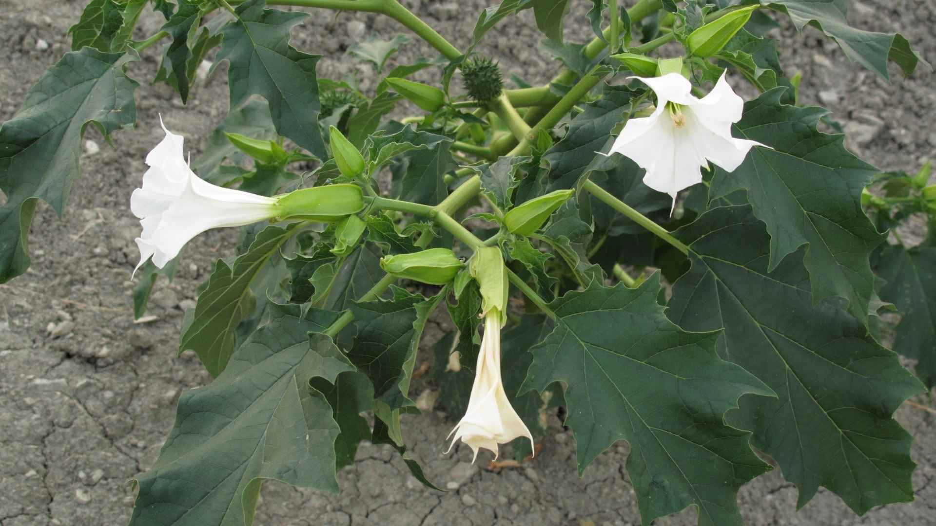 Bieluń dziędzierzawa (Datura stramonium) – roślina magii i cienia | fot. Canva Pro