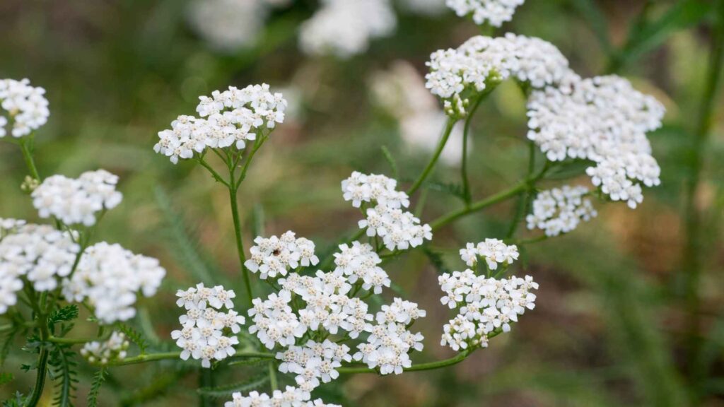 krwawnik pospolity (Achillea millefolium) | fot. Canva Pro