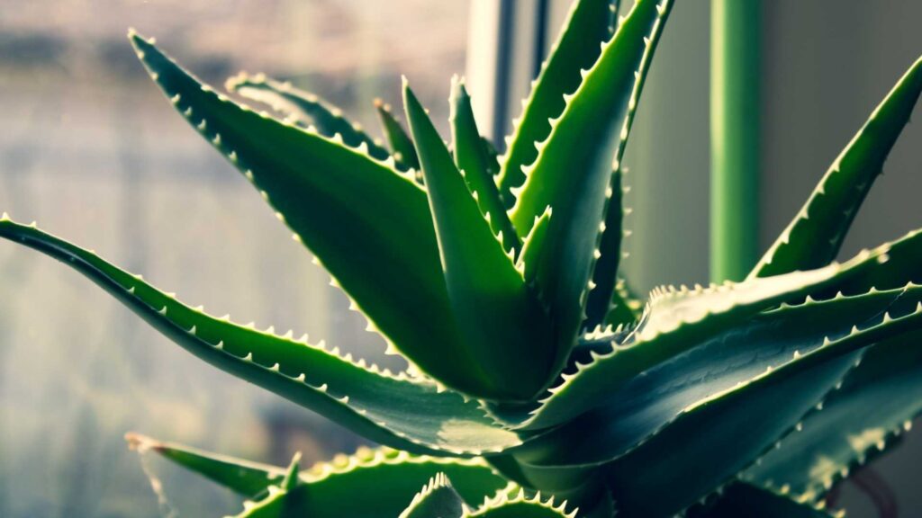 Aloes (Aloe vera) | foto. Canva Pro