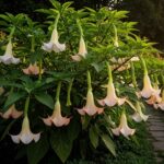 Brugmansja – trąby anielskie w ogrodzie. Odmiany, uprawa i sekrety kwitnienia