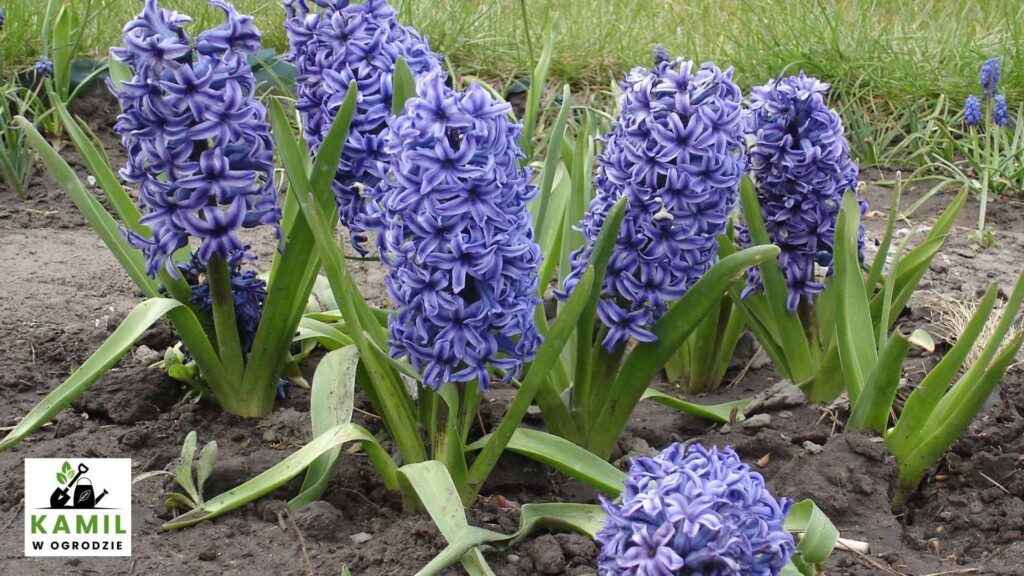 Hiacynty (Hyacinthus) | foto. Canva Pro