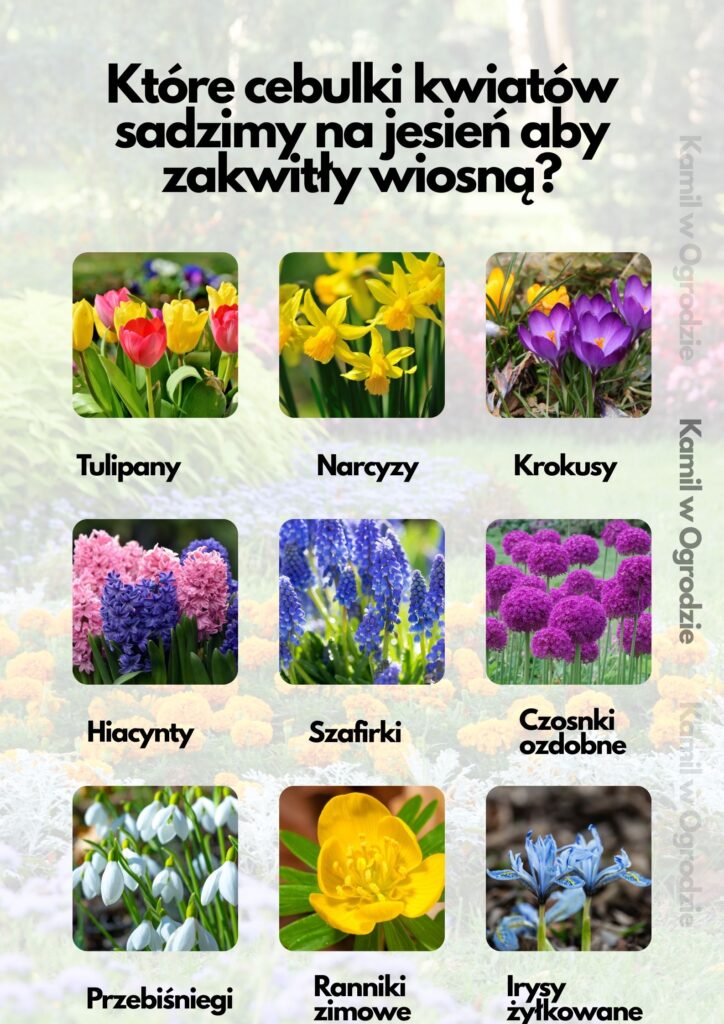 Które cebulki kwiatów sadzimy na jesień aby zakwitły wiosną?

