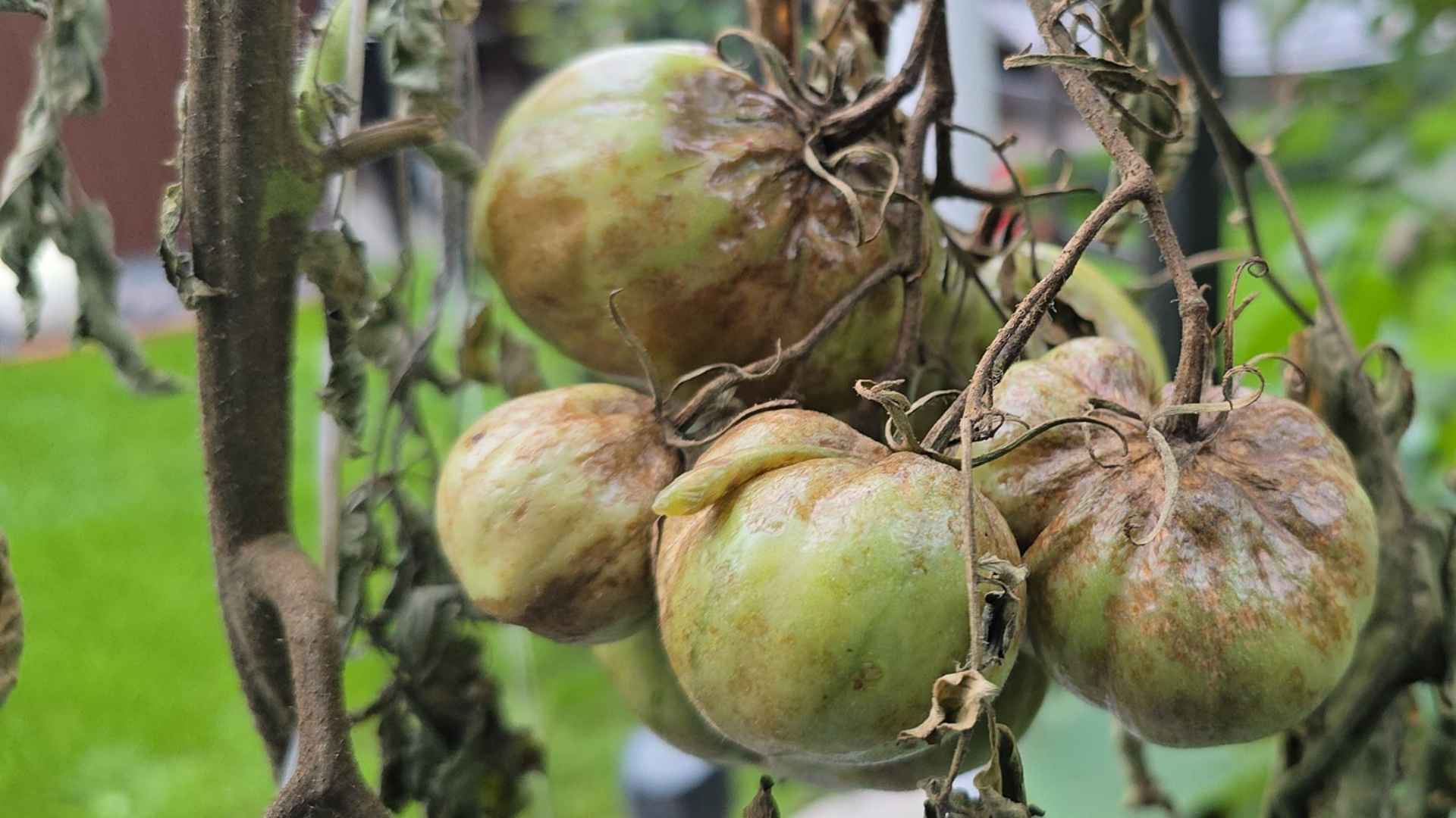 Oto "książkowy" przykład zarazy ziemniaczanej na pomidorach. | foto. Kamil w Ogrodzie
