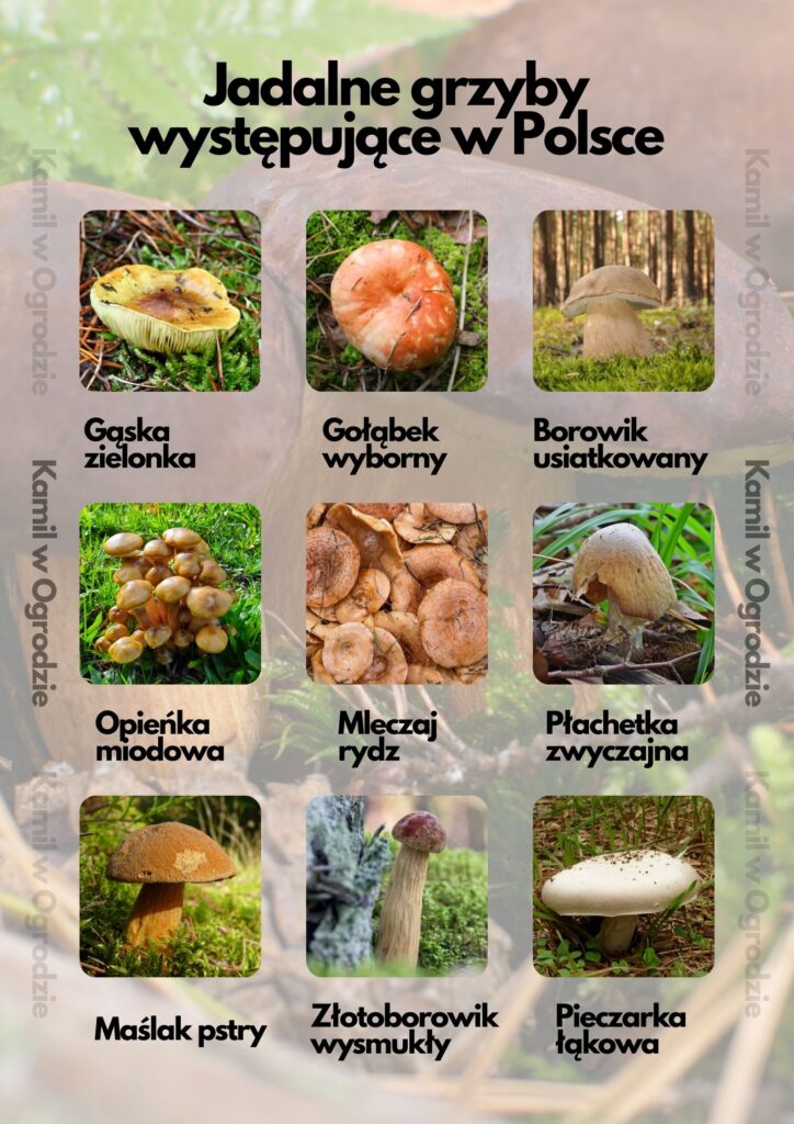 Popularne grzyby występujące w Polskich lasach - Infografika