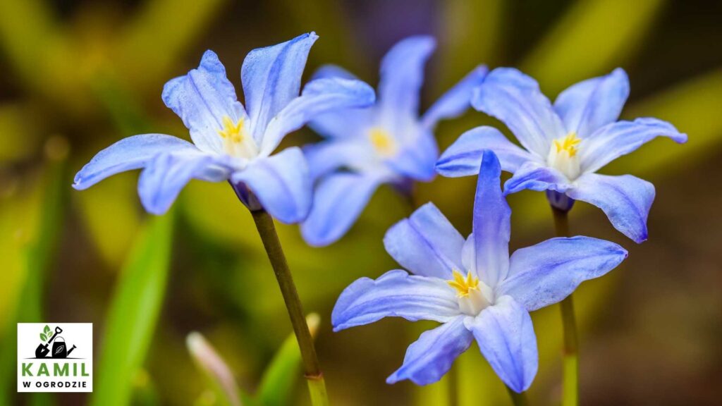 Śnieżnik (Chionodoxa) | foto. Canva Pro