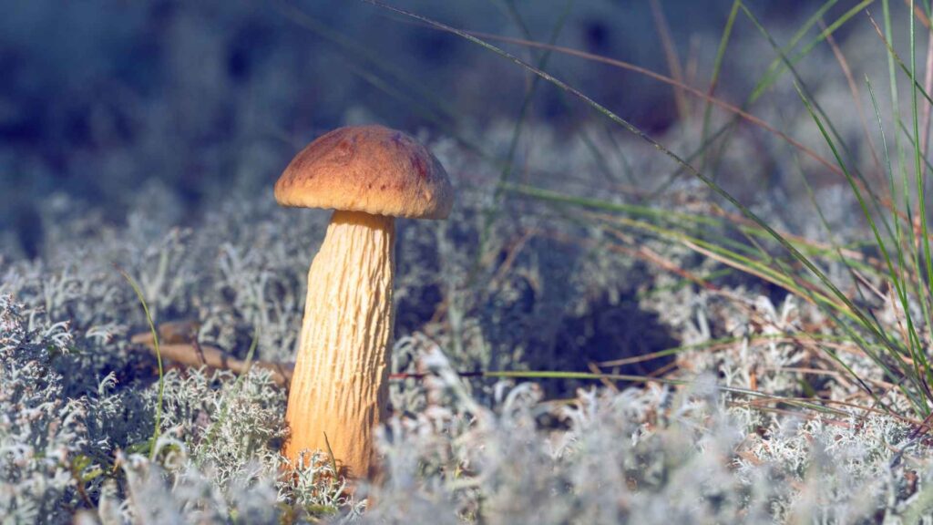 Złotoborowik Wysmukły Aureoboletus projectellus (Murrill) Halling | foto. Canva Pro